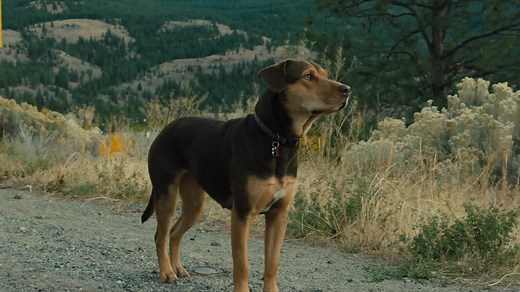 O psie, który wrócił do domu