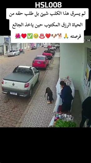 لا يرى الكلب في هذا المشهد سرقه ، بل يرى فرصةً وضعها القدر أمامه ليسد بها جوعه ذكاءٌ فطري في لحظة🥹🙏