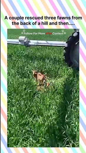 A couple rescued three fawns from the back of a hill and then...#pet #fawn #petlovers #petsofinstagram #love | PawfluencePro