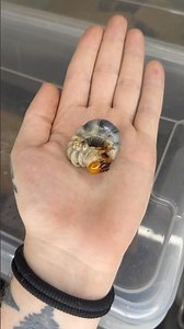 Stagbeetle Lifecycle