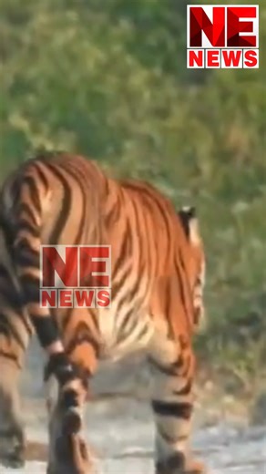A tiger was seen strolling casually through the forest in Manas National Park, mesmerizing wildlife enthusiasts. #manasnationalpark #tigers #assam #wildlife #nenewstv | NE News TV