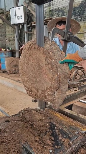 Removing a Golden Phoebe Tree Burl.
