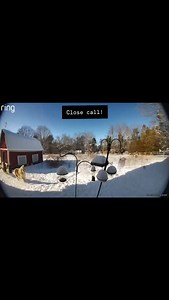 We had a close call yesterday. A hawk swooped in past the horses, trying to get a chicken in the barn. It flew back out empty clawed. There were some feathers in the barn, and the pullet who owned them was hiding behind their roost. Luckily, she and everyone else was OK. | Four Winds Farm Maine