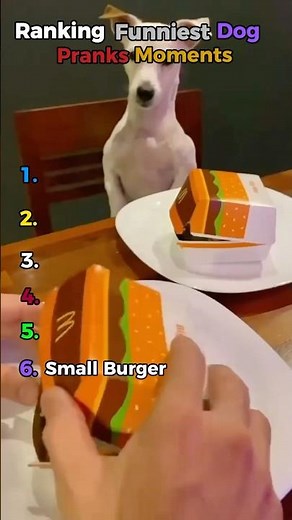 RANKING FUNNIEST DOG PRANK MOMENTS