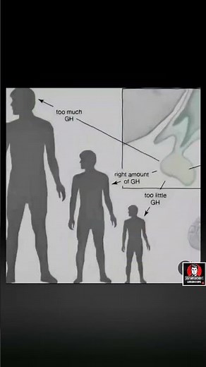 Everything About HGH Hornome| #hgh #viralvideo #shorts