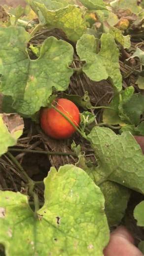 "I found this wild plant in my rice field . Does anyone know what it is called?🍈☘️