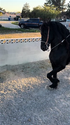 Dancing Horses of Las Vegas: A Western Spectacle