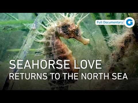 Wonders of the North Sea: Nature’s Hidden Drama | Full Documentary