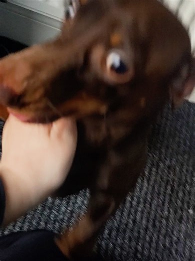 Dash's Heartwarming Welcome Home