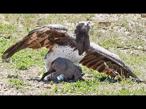 Eagle Catches & Fights Baby Warthog