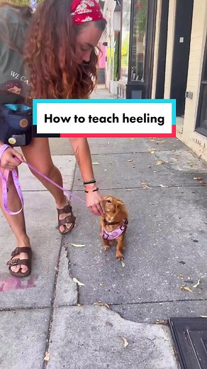 We are super duper serious- this is definitely absolutely the only way to teach it. No other ways exist 🤪#dogtraining #daschund