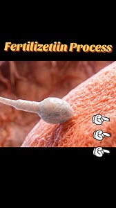Fertilisation Process Explained for Grade 12
