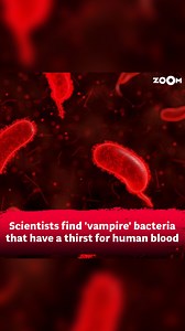 2.9K views · 4 comments | Scientists stumble upon 'vampire' bacteria that crave human blood. Explore the chilling details of this shocking revelation in this video. #zoomtv #healthy #healthylife #healthylifestyle #virus #vampirebacteria #vampire #trending #bigdiscovery #discovery #science #fyp #trending #healthylife | Zoom TV | Facebook