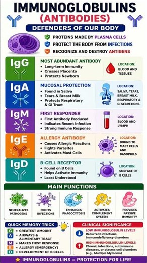 🛡️ IMMUNOGLOBULINS (ANTIBODIES) Quick revision NORCET #nursing #shorts