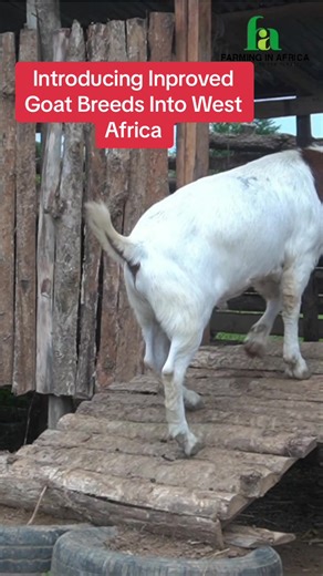 Introducing Exotic Goat Breeds for Improved Livestock Farming in West Africa