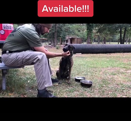 It’s happening!!! Freya, 1.5yo female Dutch Shepherd, is trained up and ready for a new home!!! She’s a ball of affection and energy! Get in touch with us for questions if you’re interested! #dutchshepherdsoftiktok #dutchshepherd #femaleshepherd #workingdog #obediencedog