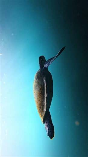Incredible Marine Life Encounters In Real Life