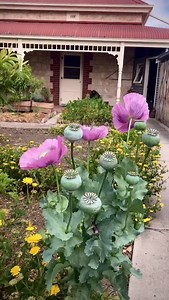 Poppies still poppying #poppies #garden #mrsbakersbackyard | Ballara Art & Lifestyle Retreat
