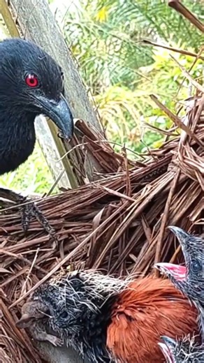 Raising baby birds #004 #birds #babybird #babybirthday #babybirdsnest #birdwatching #videos #VideosFacebook #birdlovers #birdwatching #birdsofinstagram #usa #USAToday #indonesia #video2024 #birdphotography #reelsvideoシ #reelsviralfb #reelitfeelit #reelsfb #reelsofinstagram #videoreels2024 #reelsbaby #babyreels #indonesia #review | Review Birds