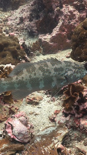 Coral Trout is changing it colors and shapes of it skin patterns | Ocean Reality Channel