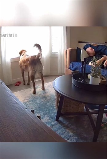 Animals That Make You Laugh Out Loud