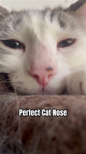 Wantan’s Perfect Cat Nose