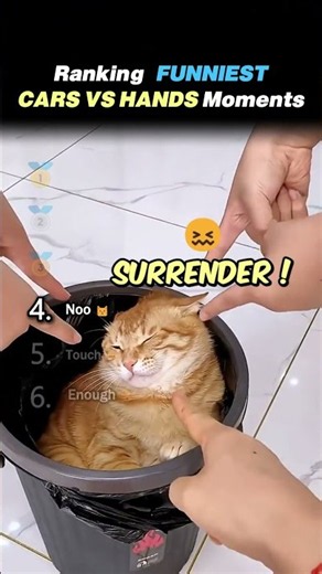 Ranking FUNNIEST CATS VS HANDS MOMENTS Core Moments!! 🐱