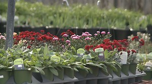 April showers bring May flowers, but frost is still a threat - WBBJ TV