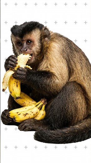 Which monkey species is your favorite? 🐒👇