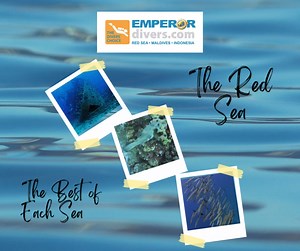 Dive into the Red Sea: A Seasonal Guide to Paradise Discover the best times to explore the underwater wonders of the Red Sea! Whether you're seeking vibrant coral gardens, exciting marine life, or serene diving experiences, every season offers something special: Spring (March-May): Warm waters and clear visibility over 30m make spring ideal for appreciating the coral beauty and witnessing fascinating breeding behaviors. It's a lively season underwater! Summer (June-August): Embrace warm waters u