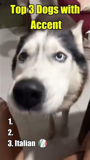 TOP 3 DOGS with Funny ACCENT #shorts #funny #dog