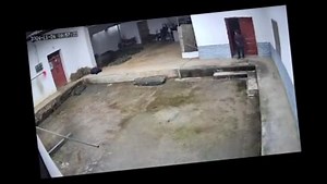 Elderly man dies from wild boar attack in China