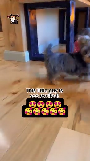 So Adorable Merle Yorkie Puppy is excited #yorkie #yorkshireterrier #yorkiepuppies #yorkiepuppy #yorkielove #yorkielife | I Love Yorkshire Terrier