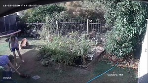 8.3K views · 108 reactions | Owners of a puppy in Sippy Downs, Queensland, sprang into action after a carpet python lunged out from a bush and coiled itself around the little dog. Thankfully, both the puppy and python are now okay.  Michelle van Schouwen | storyful | Facebook