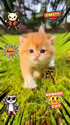 Top 5 Fantastic Kitten Moments (Wait for #1!) 😳🐾 #cat #funny #fantastic #shorts #kitten
