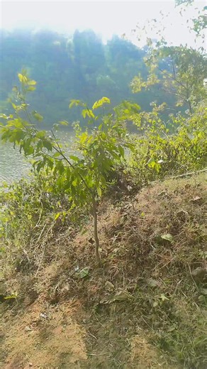 Mix Contant on Instagram: "Good Morning Everyone 🌹"