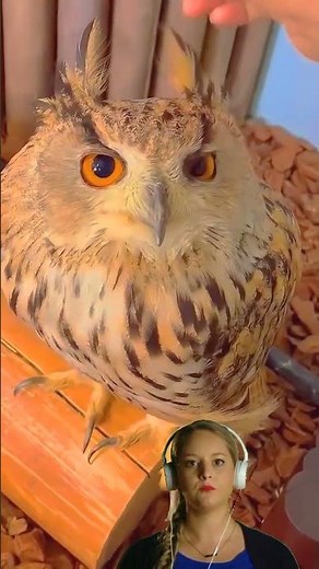Do owls really like being petted on the head?