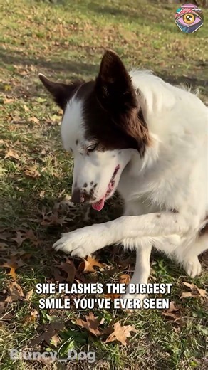 Dog Finds Dentures and Instantly Becomes a Supermodel 😁🐶🦷