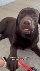 77K views · 11K reactions | Why you stop petting?? 廊廊廊 #labrador #labradorvideos #labradorretriever #chocolatelab #labpuppy #puppiesofinstagram #puppylove #labstagrams #talesofalab #talesofalabpuppy #puppylove #labs_of_insta #dogmom #souldog #needydog | The Lab Woody | Facebook