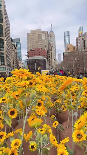 An amazing bed of 333 sunflowers was installed at the Flatiron Plaza in New York City to support Ukraine 🇺🇦🌻 The number of flowers stands for the number of days Russia’s full-scale war has been going on. This Sunday, citizens will get to glance at the incredible field filled with Ukraine’s national flower, a symbol of peace, hope, and the unbreakable spirit of Ukrainians 💙💛 Video: nyclovesnyc/Instagram