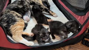 34K views · 4.3K reactions | Owen at the milk bar, Patsy lodging a complaint or two, Nolan rolling around with his feets in the air, a complaint from Owen, more feet in the air, and Owen gets a bath. A little of everything! | Love & Hisses | Facebook