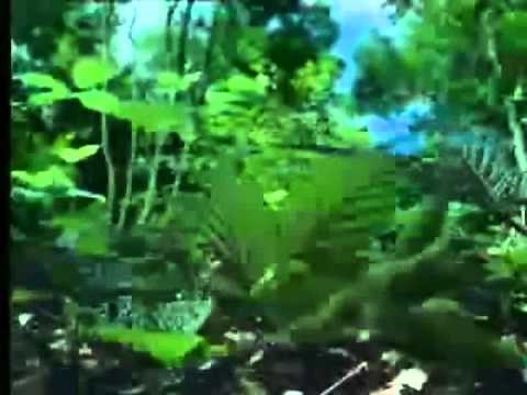 Phototropism and Geotropism Time Lapse Montage