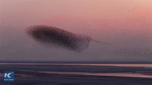 Sunset bird wave spectacle unfolds at Chinese lake