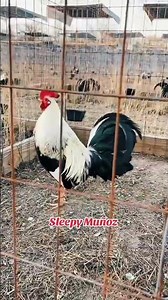 #notengolosderechosdeautordelamusica #gallosfinos #gallos