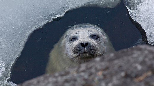 Saimaa Ringed Seal