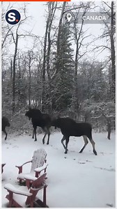 These playful moose are too cute! | storyful