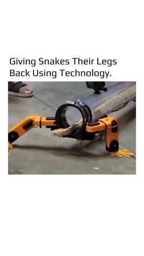 @earthspctr on Instagram: "YouTuber Allen Pan created a device that enables a snake to “walk” using robotic legs. The setup consists of a hollow tube equipped with mechanical limbs, which are operated via a laptop. The purpose was to allow the snake to move in and out of the tube on its own. In a demonstration, a python smoothly entered the device while the robotic legs were controlled externally. During the experiment, the snake appeared comfortable, showcasing a clever use of technology to giv
