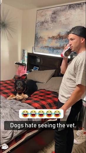 68K views · 1.3K reactions | Dog's vs fear of doctors #shortsreels #shortsvideos #viralcats #petslove #reaction #viral #animals #shorts #shortsheels | World of Animals | Facebook