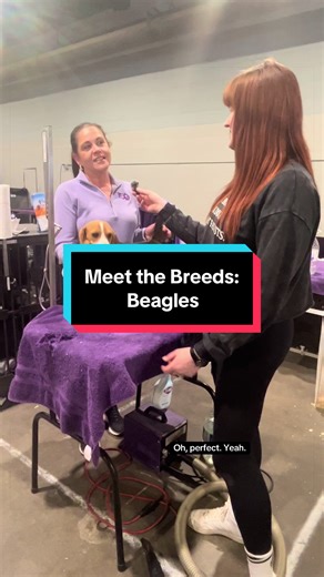 Meet the Beagles: Dog Breeds from Kentuckiana