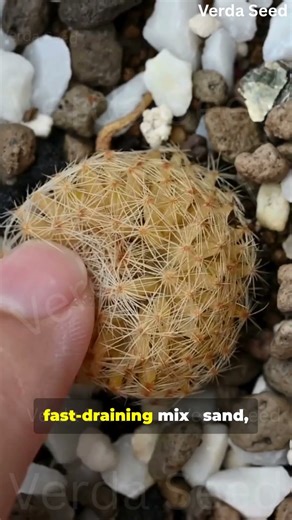 How to Grow Cactus Without Rot 🌵 | The Real Secret to Healthy Desert Plants